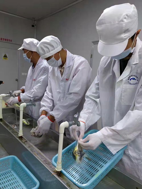 中国河鲀第一村养成记 从家庭服务到特色产业之路